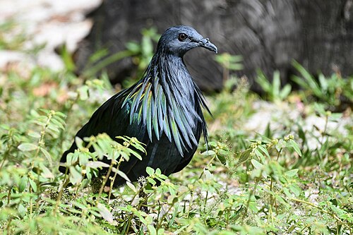 Nicobar pigeon